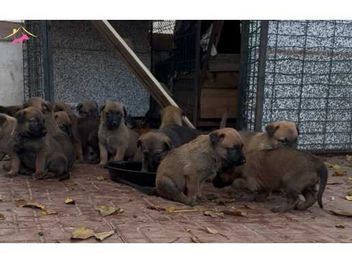 Safkan eğitimli anne babadan yavru kurtlar
