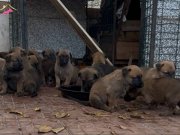 Safkan eğitimli anne babadan yavru kurtlar