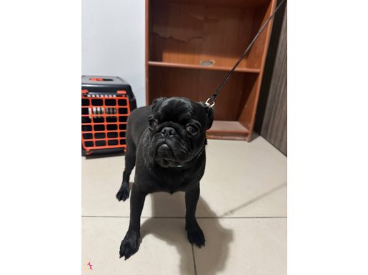 6 aylık aşıları tam