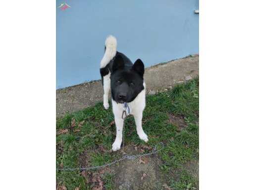 1.5 yaşında Amerikan Akşta