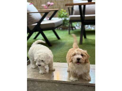 Sahiplendireceğimiz güzel insanlar arıyoruz