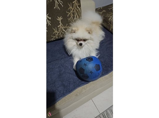 10 aylık wc eğitimli erkek aşılari yapıldığı 