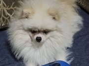 10 aylık wc eğitimli erkek aşılari yapıldığı 