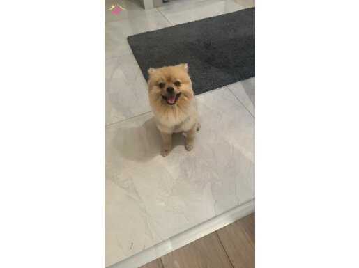 Yeni yuvasına sahiplendirilecek 