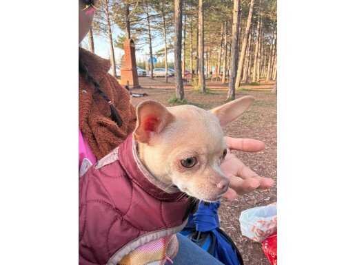 2 yaşındaki aile dostumuzu sahiplendirmek istiyoruz