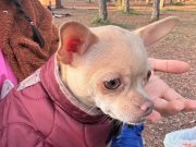 2 yaşındaki aile dostumuzu sahiplendirmek istiyoruz