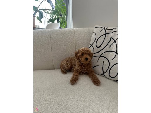 9 haftalık toy poddle 