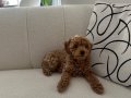 9 haftalık toy poddle 