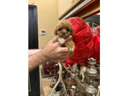 Tecaup Kore poodle en küçük boy Max 1.5 ile 2.5 kilo arası