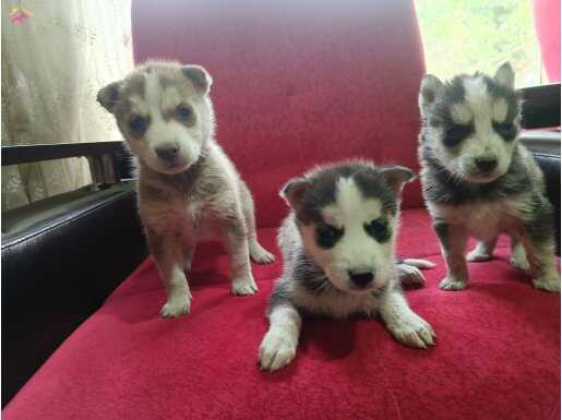 En etkileyici yavrular