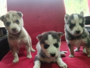 En etkileyici yavrular