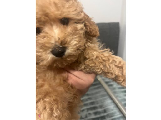 3 aylık erkek bebeğimiz ömürlük yuvasını arıyor.