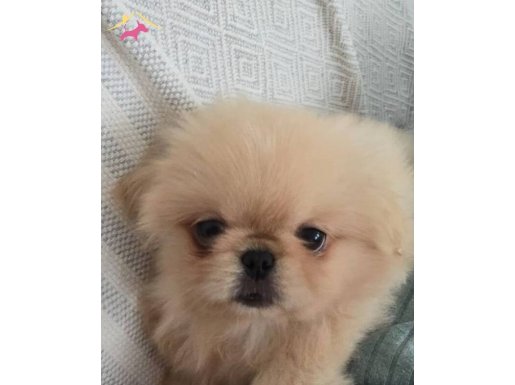 Dışı safkan pekinez cipli aşılari tam 