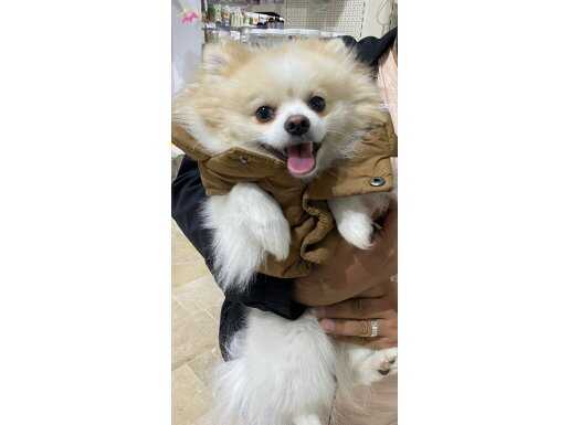 13 aylık oyuncu tüm aşıları tamam eğitimli Pomeranyan