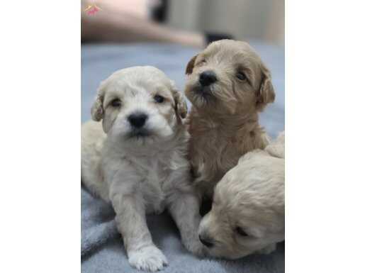 Evde doğmus sevgi ile büyüyecek yavrular ailesini arıyor