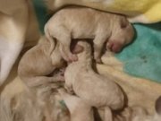 Evde doğmuş sevgi ile büyüyecek minik dostlarımız sizi bekyr