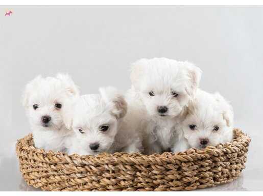 Beyaz meleklerimiz yuvasını arıyor 