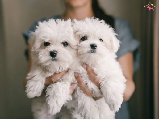 Beyaz meleklerimiz yuvasını arıyor 