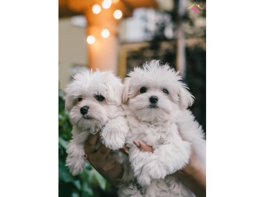 Beyaz meleklerimiz yuvasını arıyor 