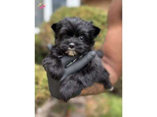 Nadir renk siyah yorkie bebekler