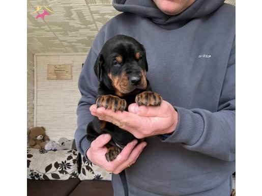 EV ORTAMINDA DOĞUM YAPAN ANNE BABA YA AİT UYGUN 