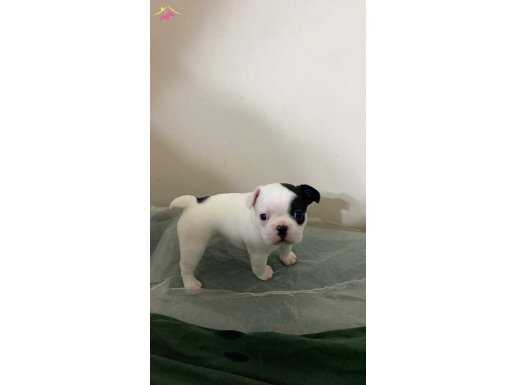 Beyaz meleklerim ilanda