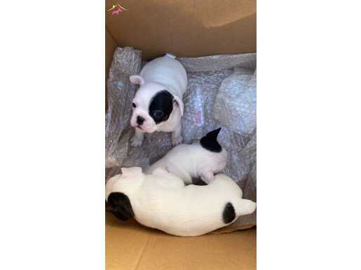 Beyaz meleklerimiz yuvasını arıyor 