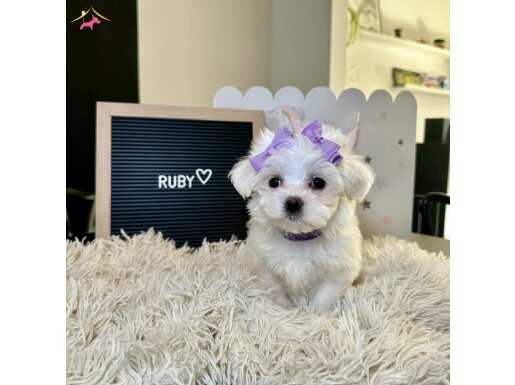 Düzgün aileler iletişim e geçerse seviniriz safkan uygun 