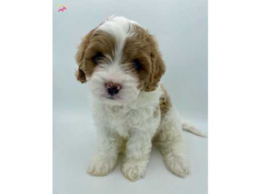 FARKLİ OLMAK İSTEYENLER İÇİN 