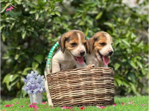 Ev ortamı doğumlu olan beagle bebekler