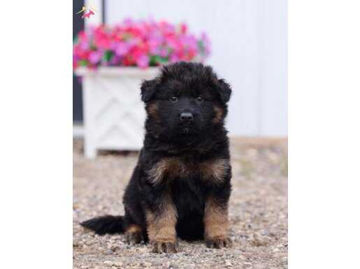 Gariplerin garibi safirk 