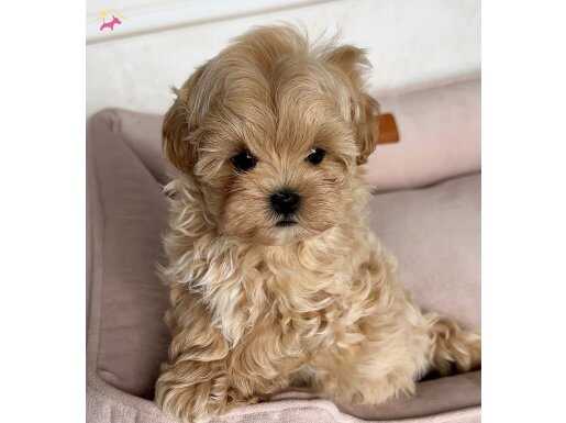 Ev ortami doğumlu toypoodle bebekler 