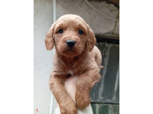 Red erkek red orjinal resim 