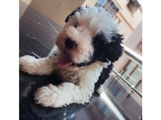 Siyah beyaz bir aşk hikayesi 