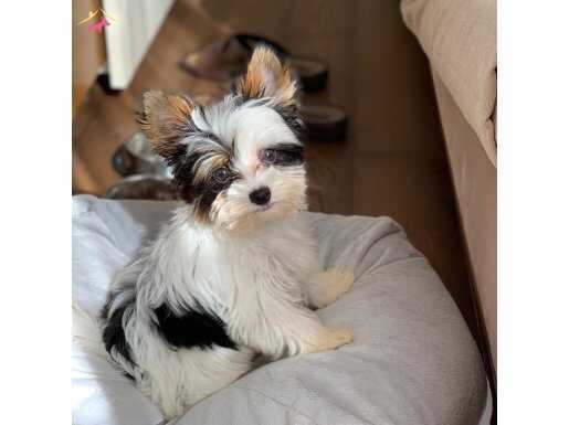 Biewer yorkies micro boyss