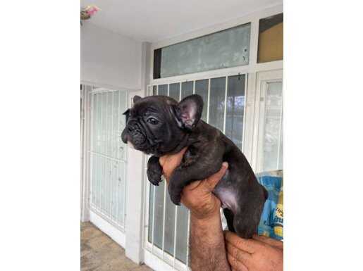 Siyah frenchbbulldog erkek 