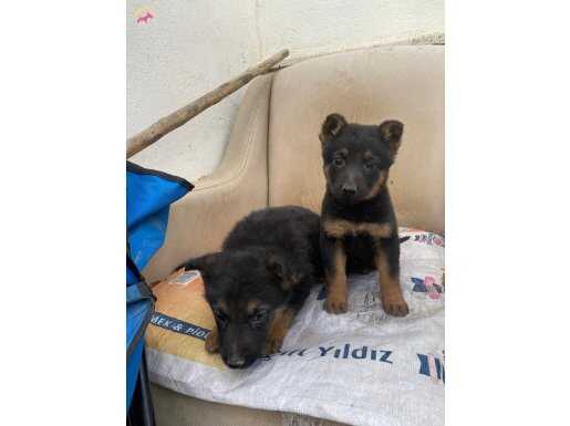 DİŞİ ALMAN KURDU YAVRULARI EGİTİMLİ SAFKAN
