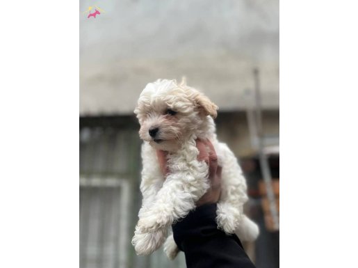 Beyaz renk toypoodle
