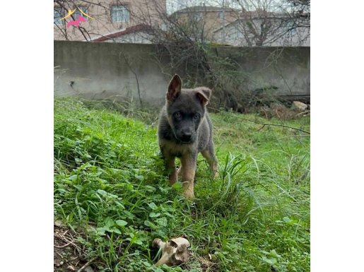 Working blue and teen almankurdu erkek 