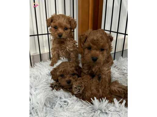 Orjinal toypoodle yavrular