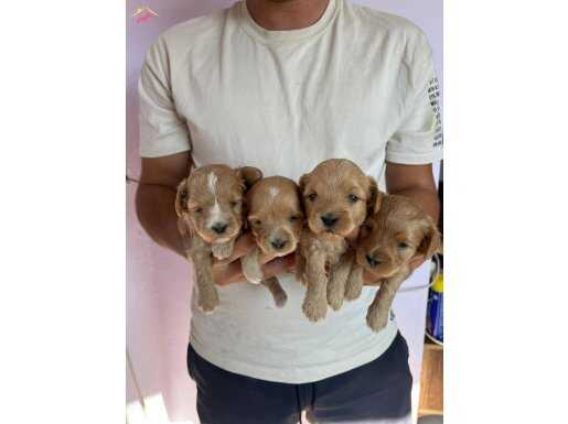 Safkan maltipoo yavrular 