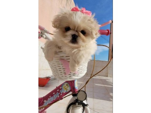 Sıfır numara pekinez bebekler 