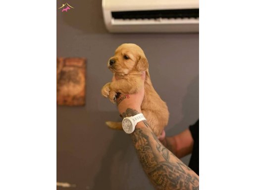 Platinum golden retriever erkek dişi 