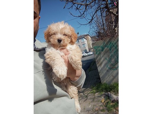 Sosyal Kelebek: Kedilerle Büyümüş Safkan Terrier White