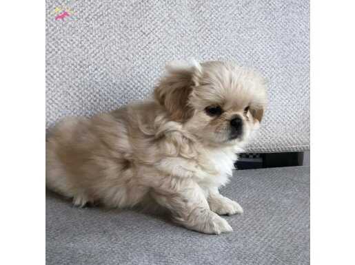 Evin Neşesi Kıvırcık Akıllı Bichon Frise | Sosyal ve Oyuncu