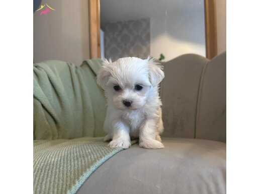 Sosyal Ortamın Yıldızı Ev Eğitimi Hazır Maltese Terrier