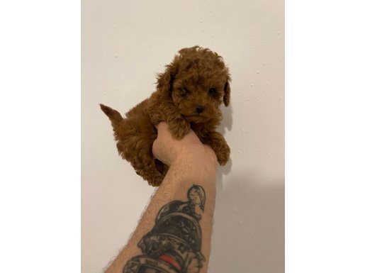 Avuç İçi Kadar Kızıl Poodle Dişi | 1 Kg Civarı Kalır