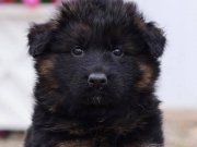 Gariplerin garibi safirk 