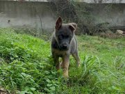 Working blue and teen almankurdu erkek 