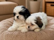 Shih Tzu Yavrularım